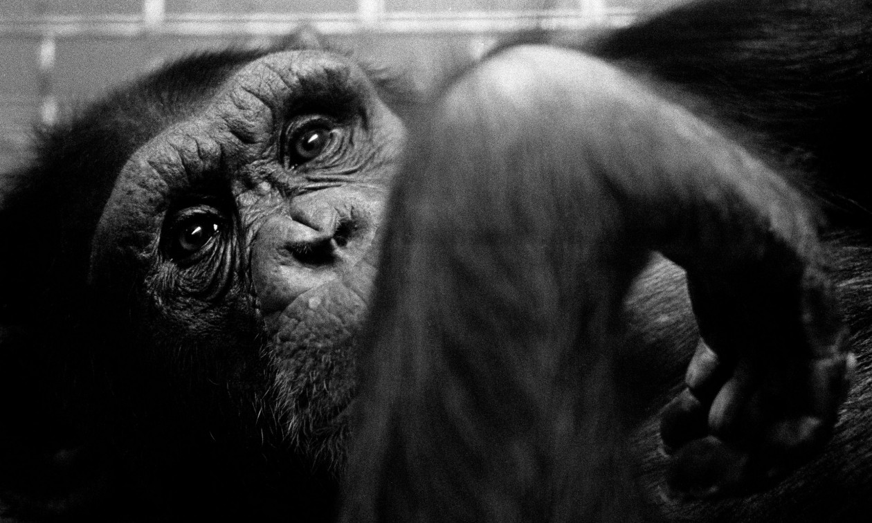 Ένα διεστραμμένο πείραμα: Η αναγκαστική συμβίωση ενός χιμπατζή με ένα νήπιο