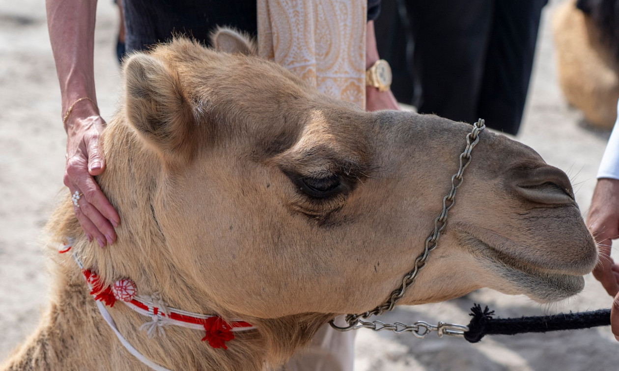 Τα δάκρυα καμήλας ίσως σώσουν ζωές μια μέρα – Ποια δηλητήρια μπορούν να «πολεμήσουν»