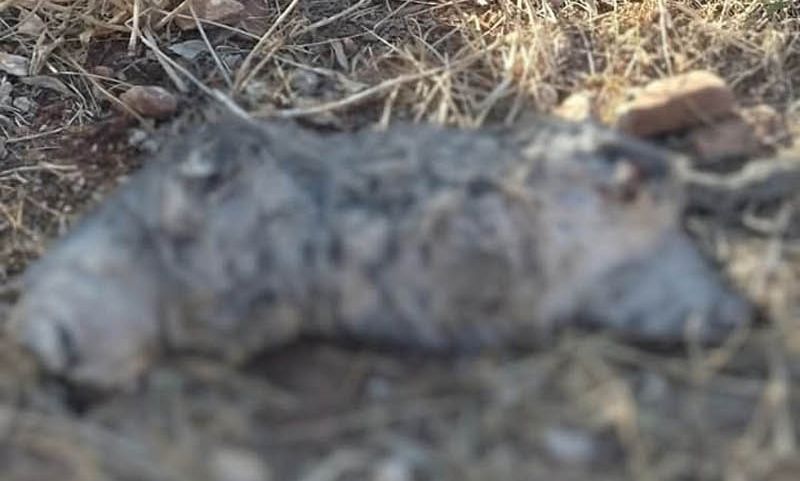 Νέα Μάκρη: Φρικιαστικό περιστατικό βασανισμού και θανάτωσης γάτας – Έρευνες από την ΕΛ.ΑΣ.