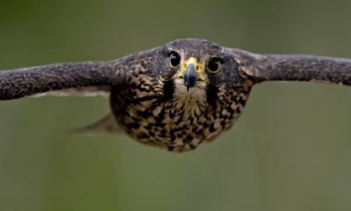 Γεράκι Νέας Ζηλανδίας: Ψηφίστηκε «πτηνό της χρονιάς» το απειλούμενο αρπακτικό