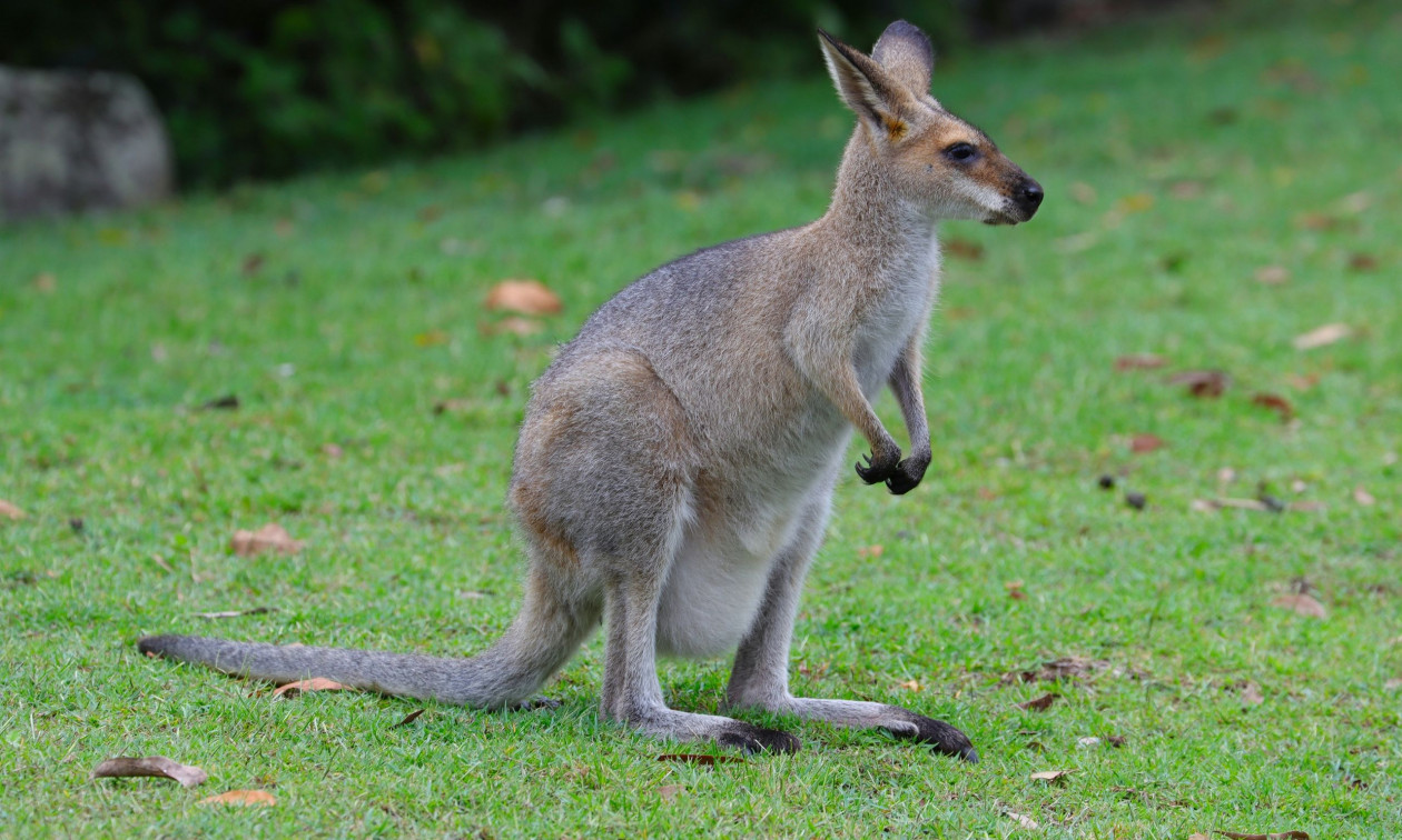 Γερμανία: Περιπλανώμενο γουάλαμπι κυκλοφορεί ελεύθερο στο Βερολίνο