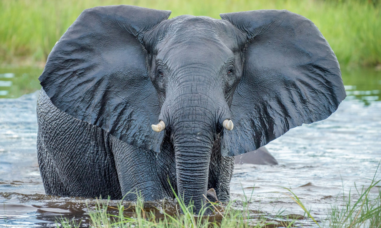 Θρίλερ στη Μποτσουάνα: Ελέφαντας ανέτρεψε κανό σε σαφάρι – Τραυματίστηκε τουρίστρια