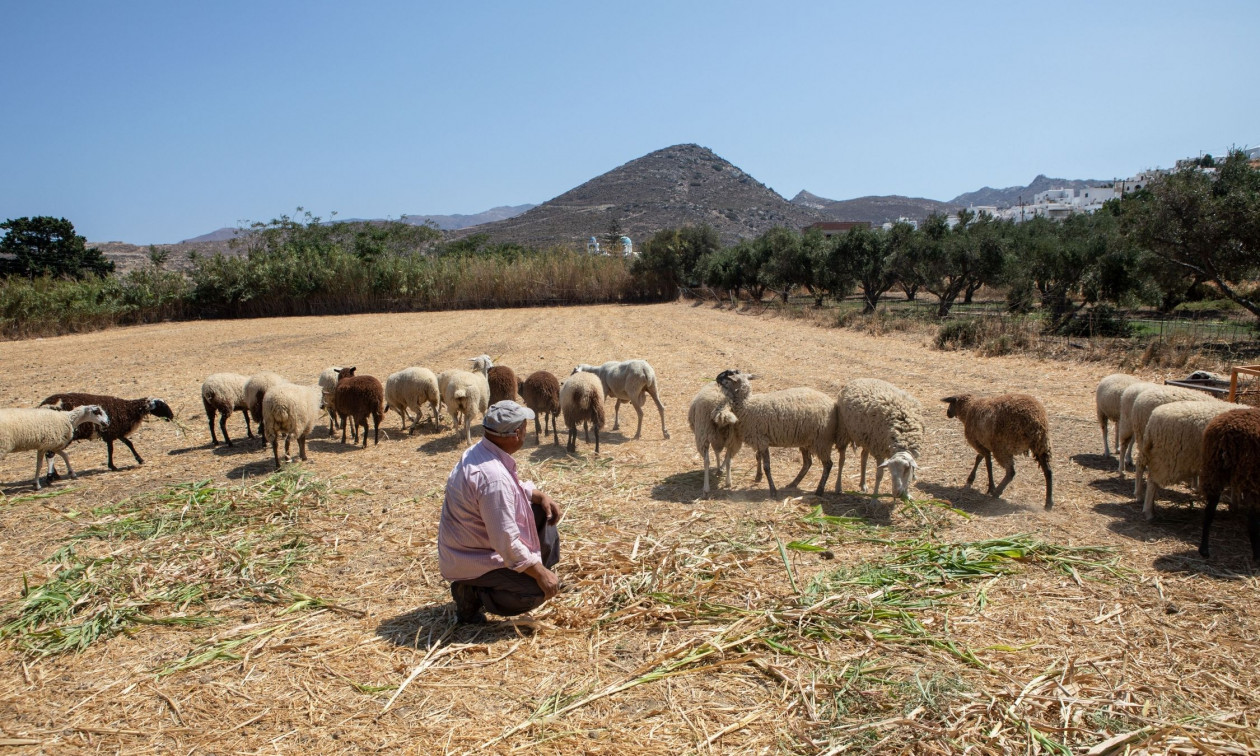 ΟΠΕΚΕΠΕ: Παράταση ως τις 20 Οκτωβρίου για τις δηλώσεις ΑΤΑΚ στην ΕΑΕ 2025