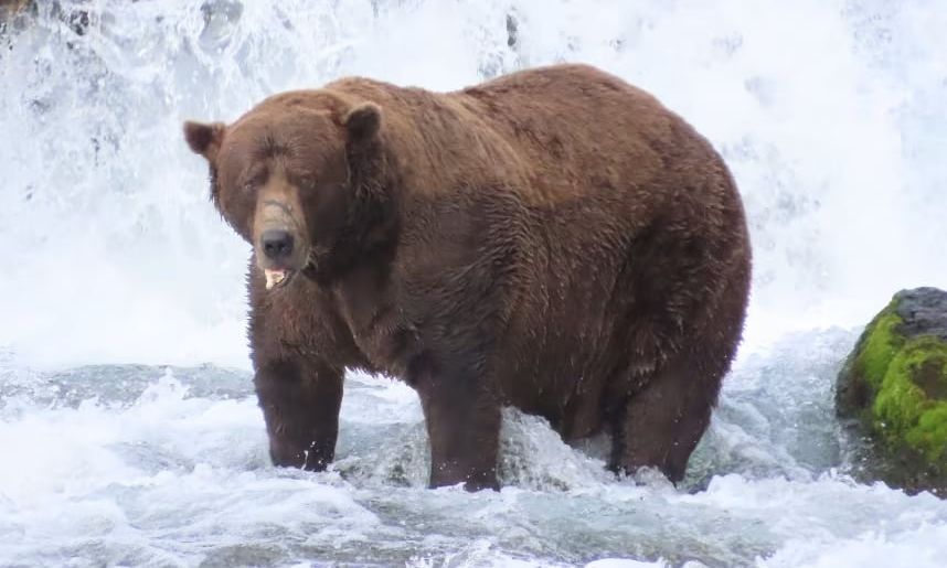 Αναδείχθηκε ο «πρωταθλητής» της Άγριας Φύσης: Ο «Chunk» βγήκε η πιο παχύσαρκη Αρκούδα