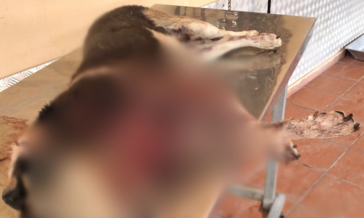 Συναγερμός στο Μενίδι: Λύκοι κατασπάραξαν αδέσποτο σκύλο (Προσοχή – Σκληρές εικόνες)