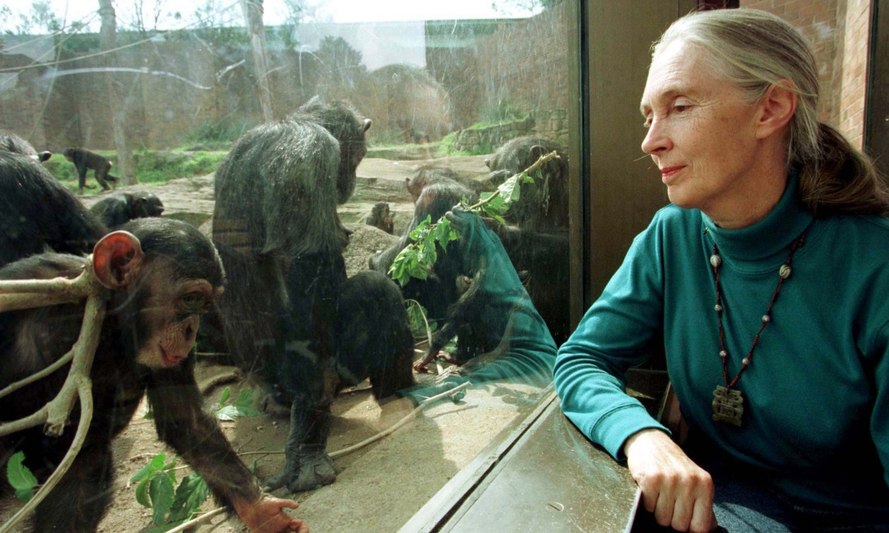 Πέθανε η περιβαλλοντολόγος και ακτιβίστρια Τζέιν Γκούντολ, σε ηλικία 91 ετών