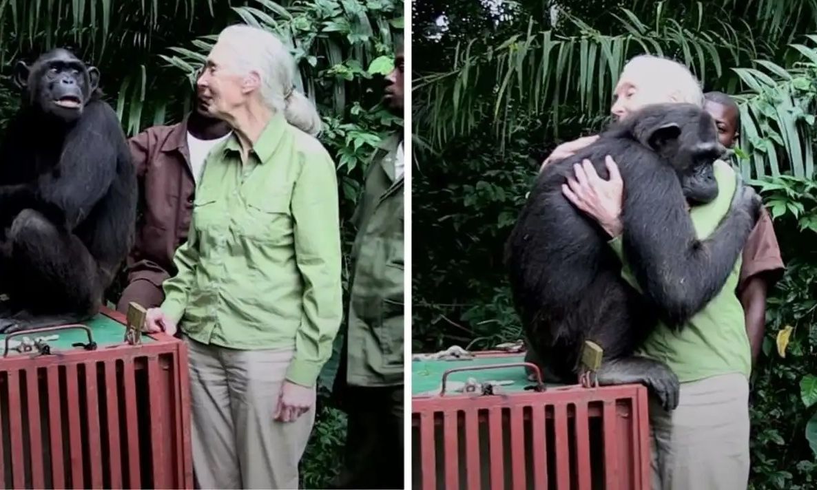 Τζέιν Γκούντολ: Χιμπατζής που γλίτωσε από τον θάνατο, την αγκαλιάζει λίγο πριν την ελευθερία του