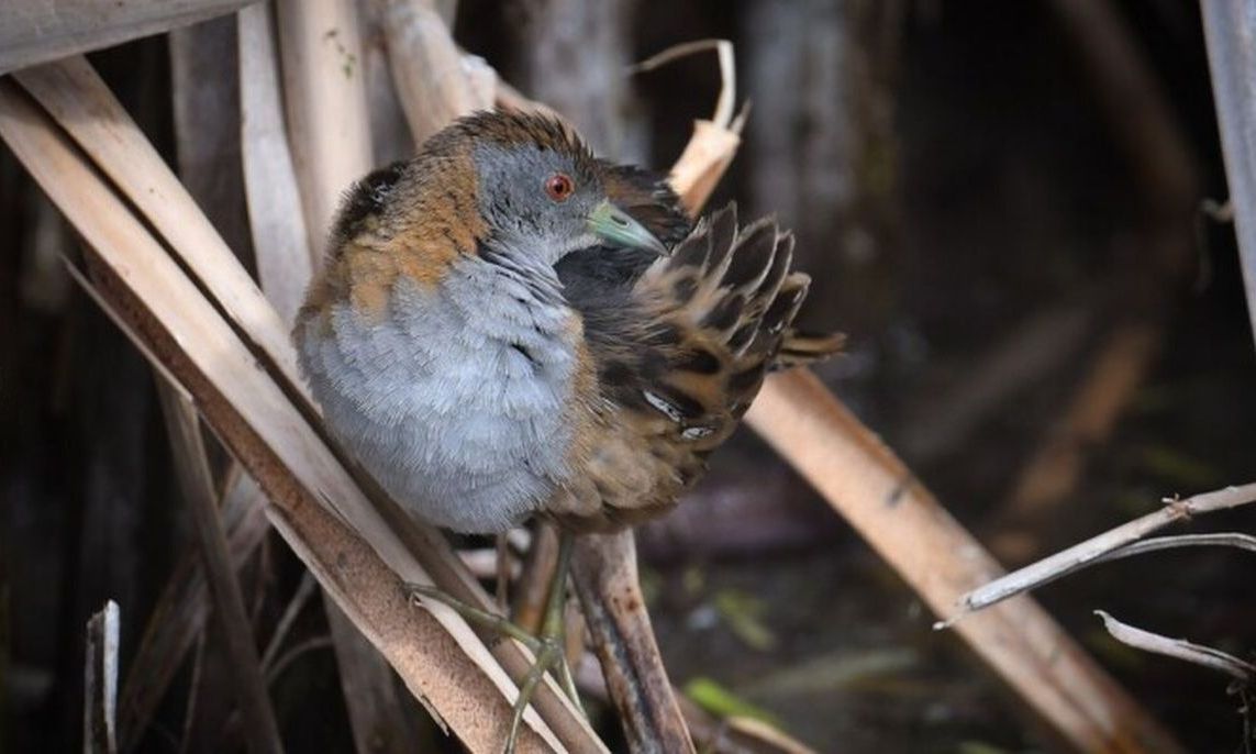 Περιβαλλοντικό «θαύμα» στη Μελβούρνη: Πώς μονάδα επεξεργασίας λυμάτων έγινε βιότοπος πουλιών