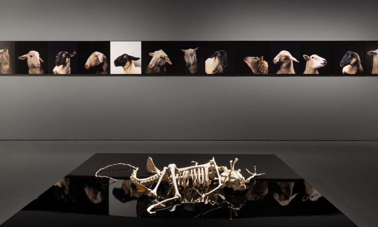 Παγκόσμια Ημέρα των Ζώων: Μια έκθεση διαφορετική από τις άλλες -«Δικαιοσύνη για τη μη ανθρώπινη ζωή»