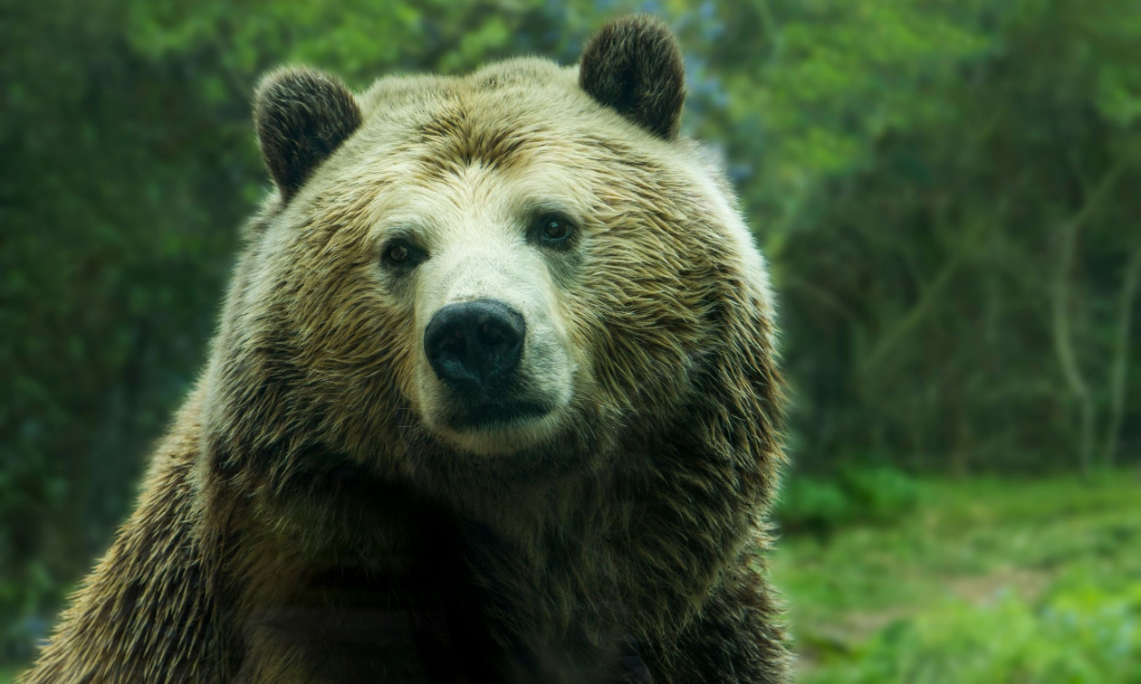 Ιαπωνία: Δύο νεκροί από επιθέσεις που αποδίδονται σε αρκούδες