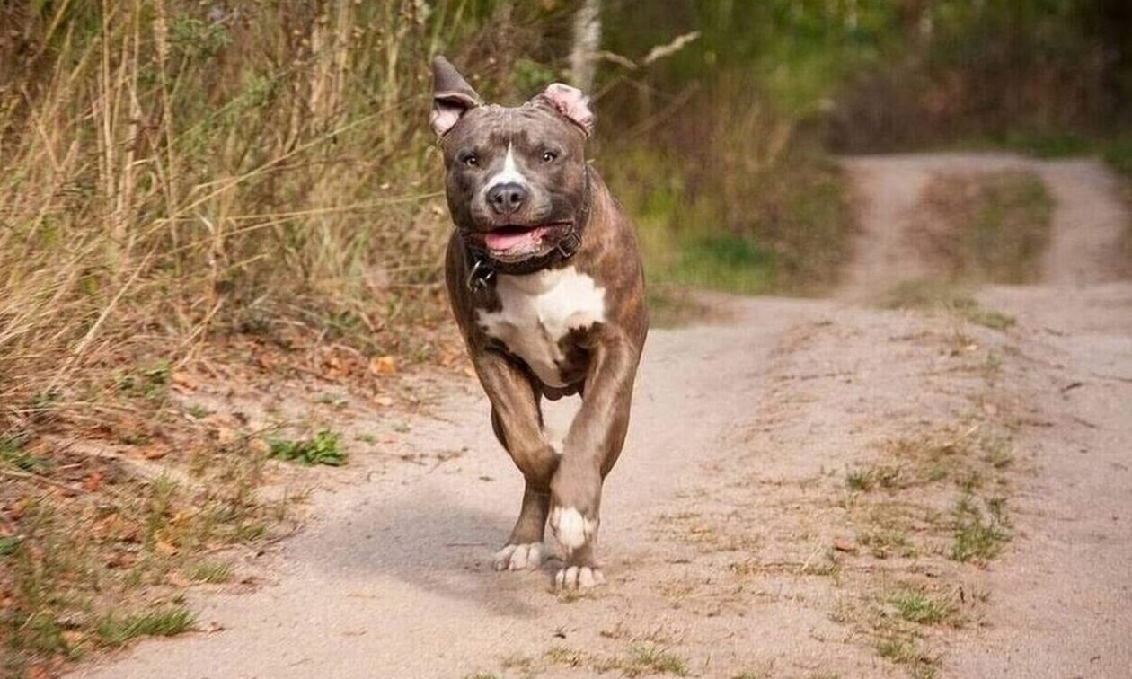 Ρέθυμνο: Ελεύθερος σκύλος προκαλεί προβλήματα και ένταση στα «Πεταλάδικα»
