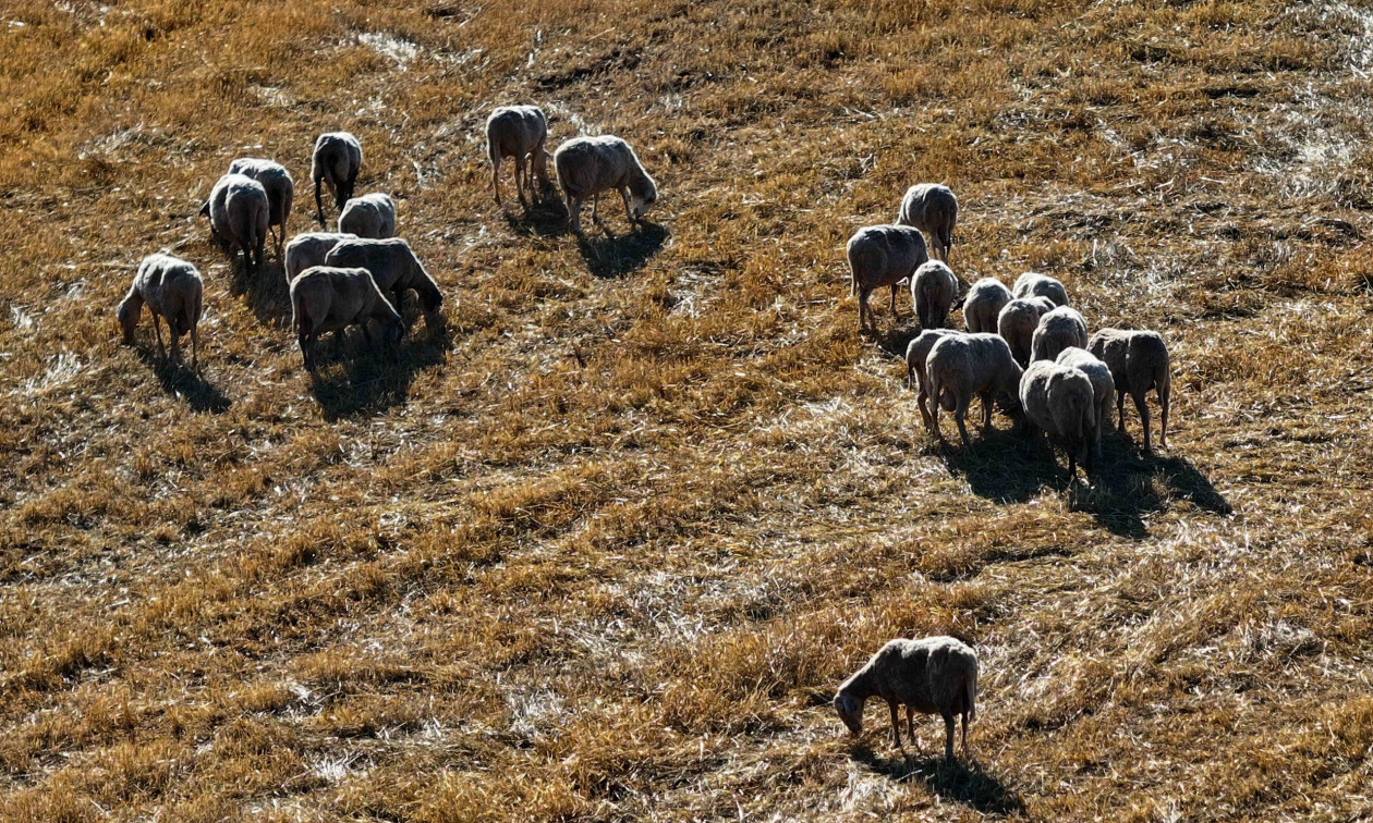 Ευλογιά των προβάτων: Κρίσιμη κυβερνητική σύσκεψη – Παραμένει ανοιχτό το ενδεχόμενο του lockdown