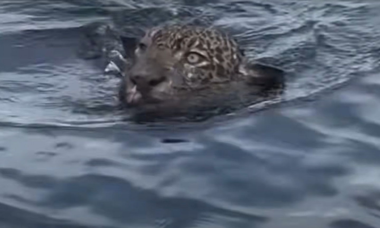 Βραζιλία: Τραυματισμένο τζάγκουαρ διασώθηκε από τη μέση ποταμού – Δείτε βίντεο
