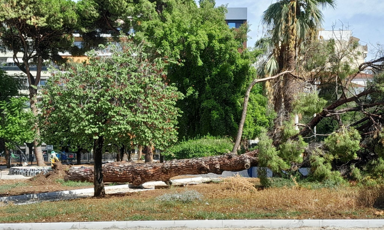 Αναστάτωση στην Πάτρα: Κατέρρευσε πεύκο 15 μέτρων στην Πλατεία Όλγας