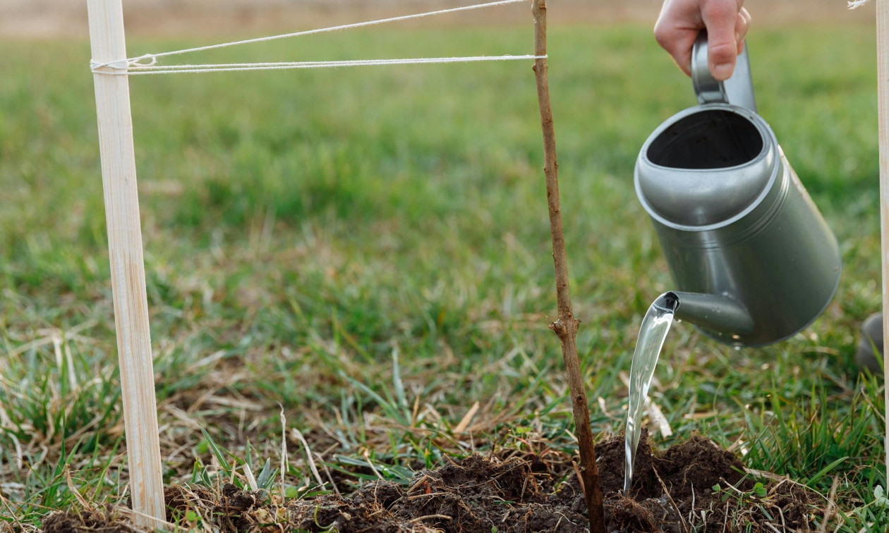 Οι Αλβανοί «κηπουροί» που περνούσαν καθημερινά τα σύνορα για να φροντίσουν δενδρύλλια κάνναβης