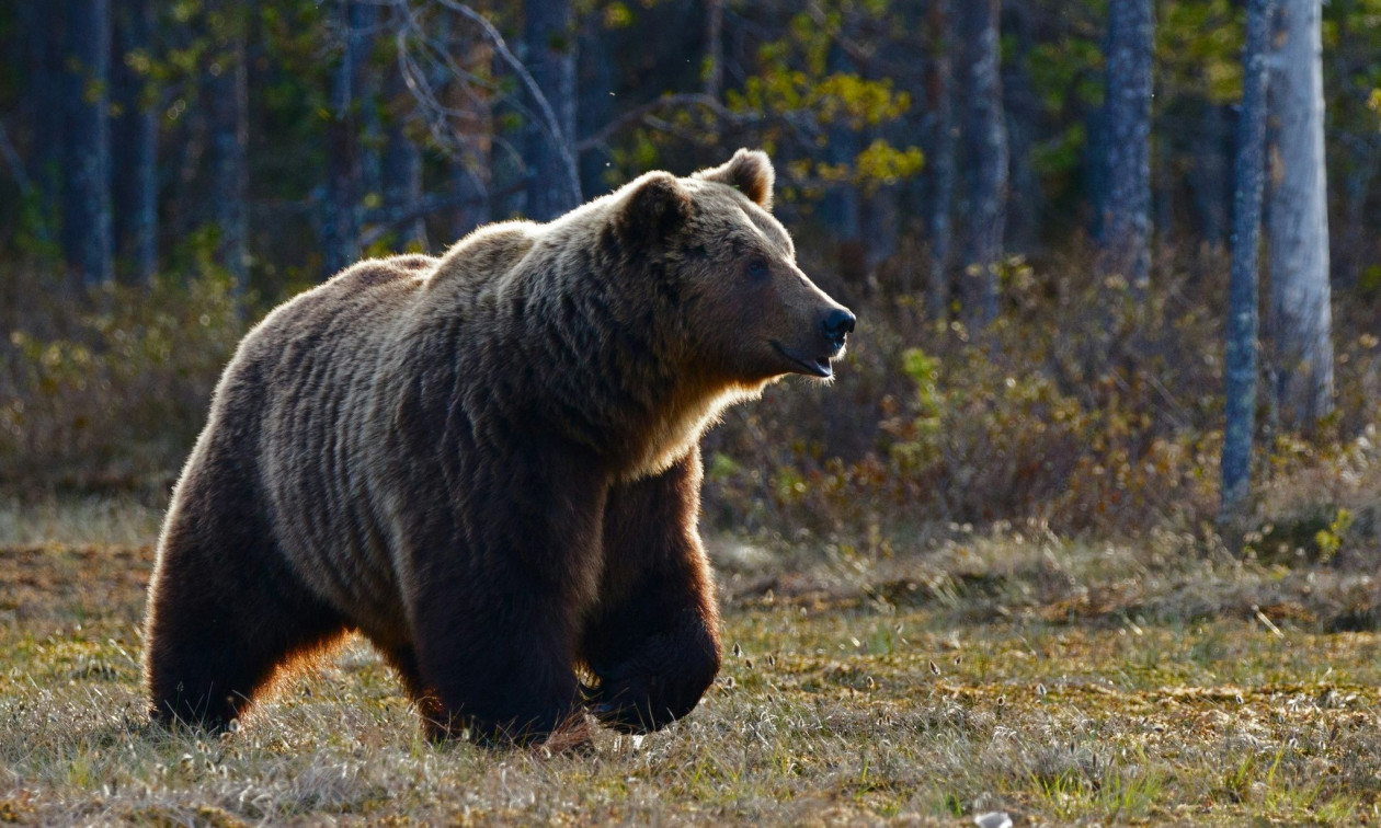 Φθιώτιδα: Αρκούδα επιτίθεται σε μελίσσια – Βίντεο