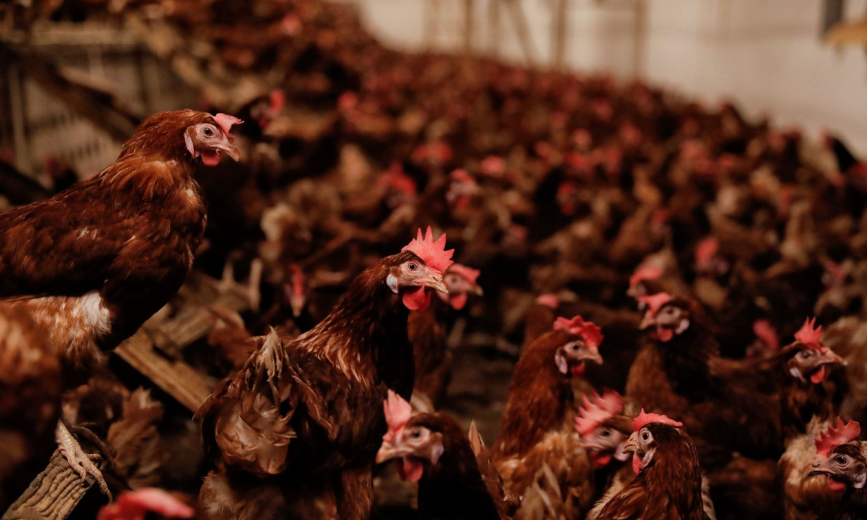 Επιδημία γρίπης των πτηνών εντοπίστηκε στην Ολλανδία: Μαζική θανάτωση 71.000 κοτόπουλων
