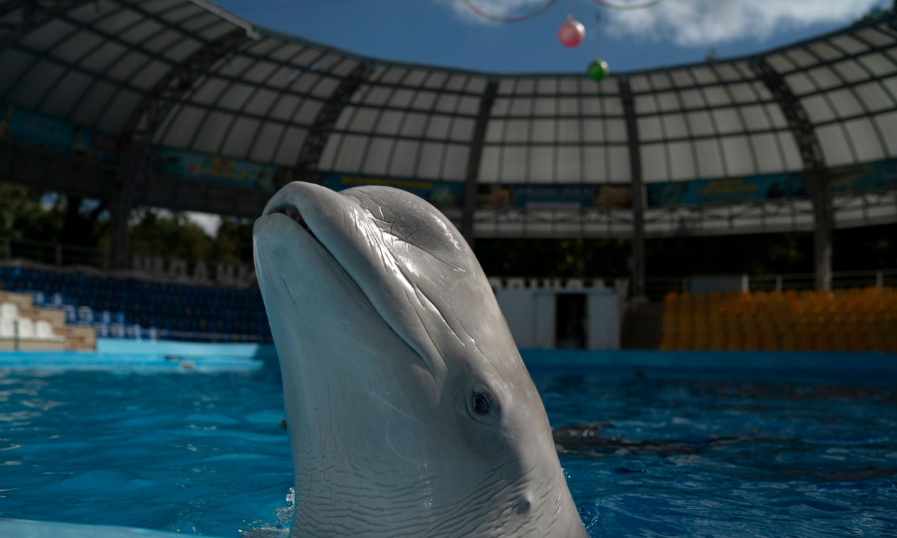 Καναδάς: 30 φάλαινες «όμηρες» υδάτινου πάρκου – Ζητούν χρήματα για να μην κάνουν ευθανασία