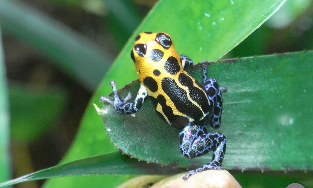 Περού: Νέο είδος δηλητηριώδους βατράχου εντοπίστηκε στον Αμαζόνιο