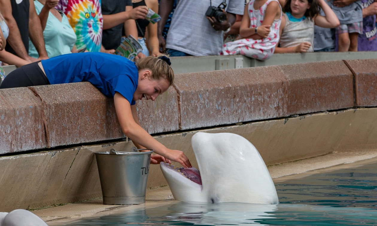 Καναδάς: Θαλάσσιο πάρκο απειλεί να θανατώσει 30 λευκές φάλαινες