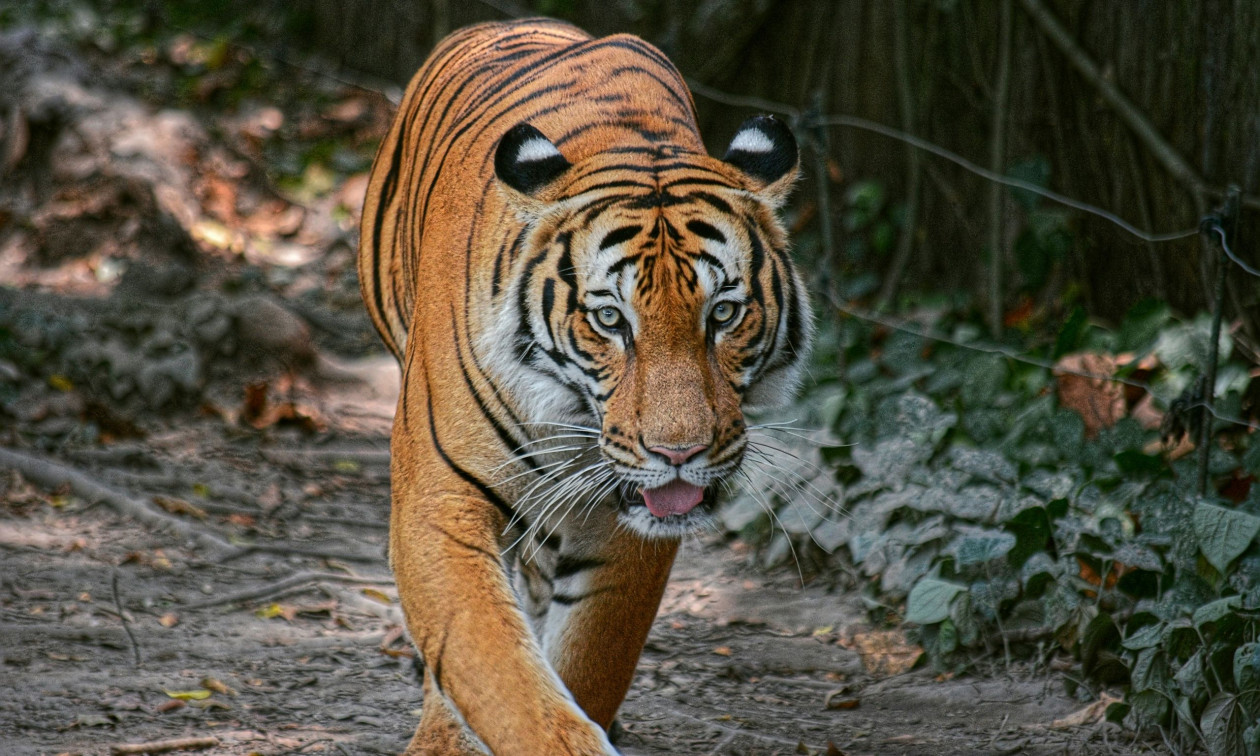 Οι πεινασμένοι Βορειοκορεάτες του Κιμ Γιονγκ Ουν «μαγειρεύουν τίγρεις και ασβούς» από απόγνωση