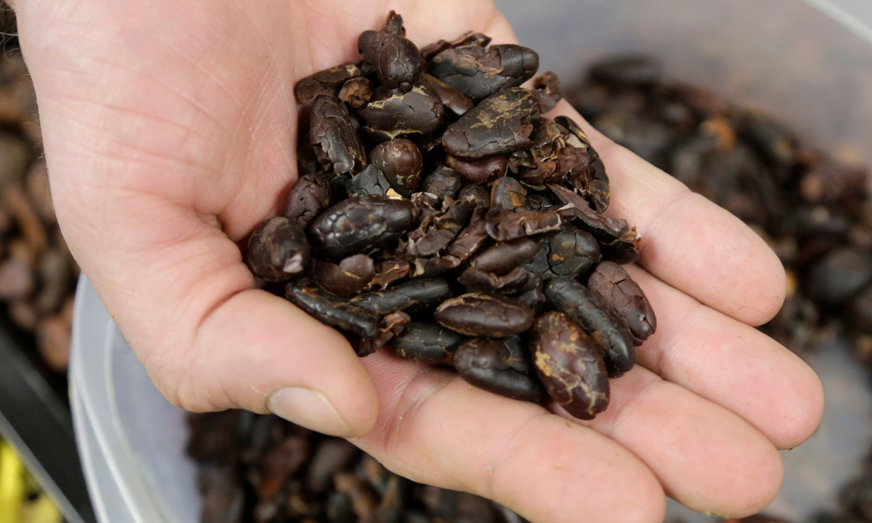 Κακάο: Σε χαμηλό 20 μηνών οι τιμές του – Ποια χώρα καταργεί τους φόρους σε σοκολάτα και καφέ