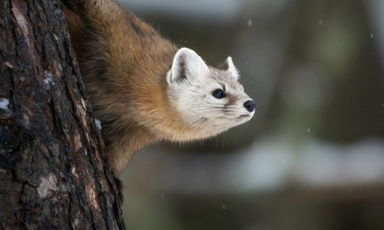 Άγρια Φύση: 19 δενδροκούναβα επέστρεψαν στην Αγγλία έναν αιώνα μετά την εξαφάνισή τους – Βίντεο