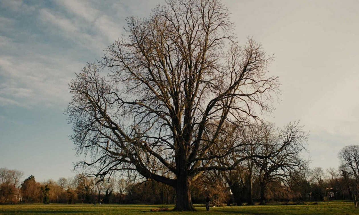 Η τεχνητή νοημοσύνη έδωσε «φωνή» στα δέντρα – «Η φροντίδα σου με ζεσταίνει»