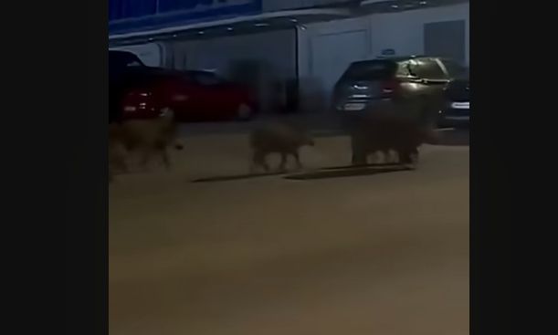 Θεσσαλονίκη: Παρέλαση αγριογούρουνων στην Καλαμαριά