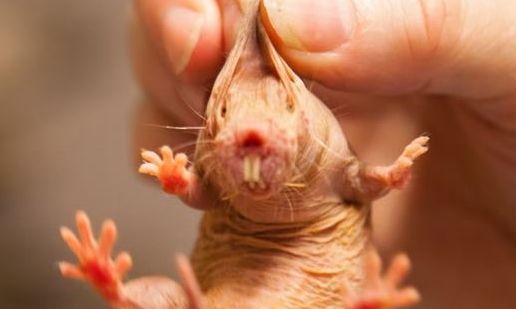 Στο DNA του γυμνού τυφλοπόντικα ίσως κρύβεται το μυστικό της μακροζωίας