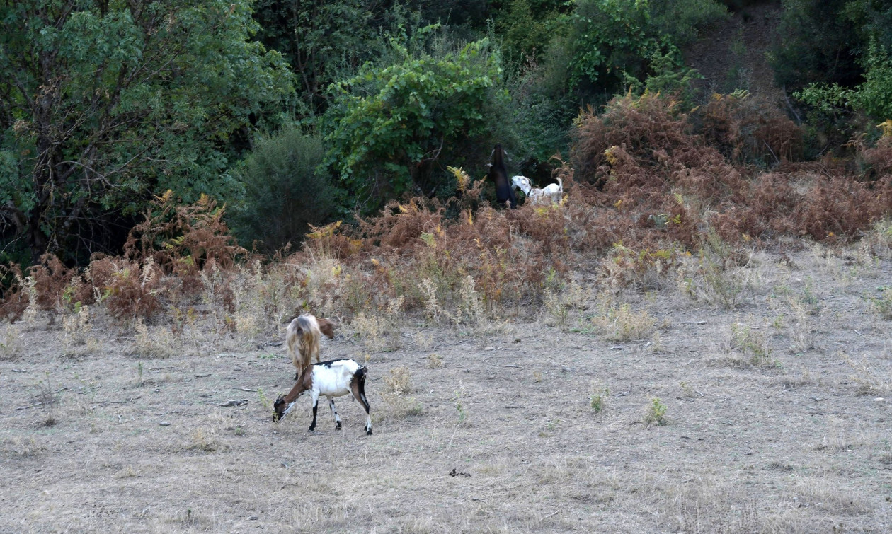 Κρήτη: Κτηνοτρόφοι προπηλάκισαν κλιμάκιο ελεγκτών του ΟΠΕΚΕΠΕ – «Πουτ…, θα σας διαλύσω»