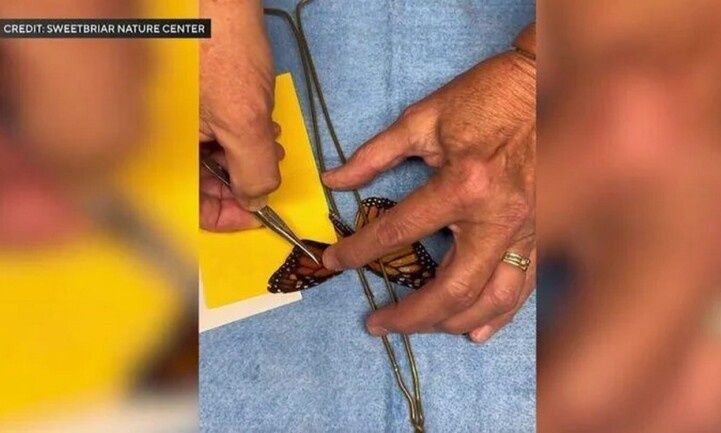 Νέα Υόρκη: Γυναίκα έκανε μεταμόσχευση φτερού σε πεταλούδα – Δείτε βίντεο