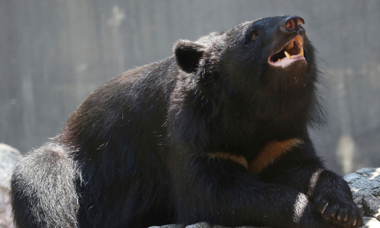 Ιαπωνία: Αρκούδα ξερίζωσε το κεφάλι άνδρα που μάζευε μανιτάρια – Σε επίπεδα ρεκόρ οι επιθέσεις