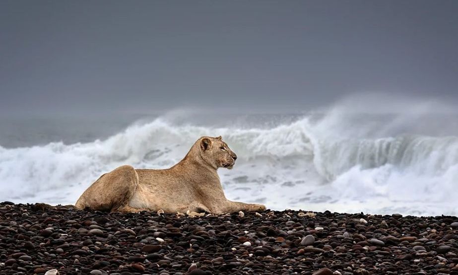 Γιατί οι λιοντάρια της ερήμου κυνηγούν φώκιες στην παραλία – «Η ανθεκτικότητά τους είναι ένα μάθημα»