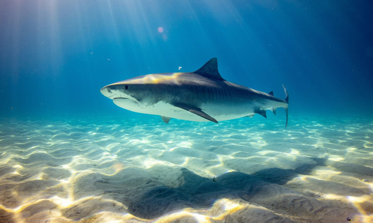 Αυστραλία: Καρχαρίας δάγκωσε 14χρονο που ψάρευε με φίλους του – Δίνει μάχη για τη ζωή του