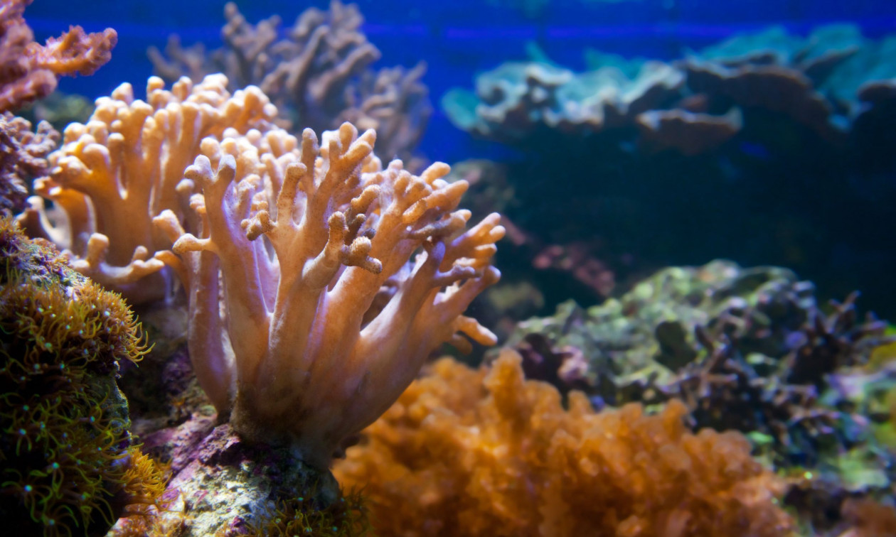 O πλανήτης έχει φτάσει στο πρώτο καταστροφικό σημείο καμπής: Οι ύφαλοι θα σωθούν ή θα εξαφανιστούν;