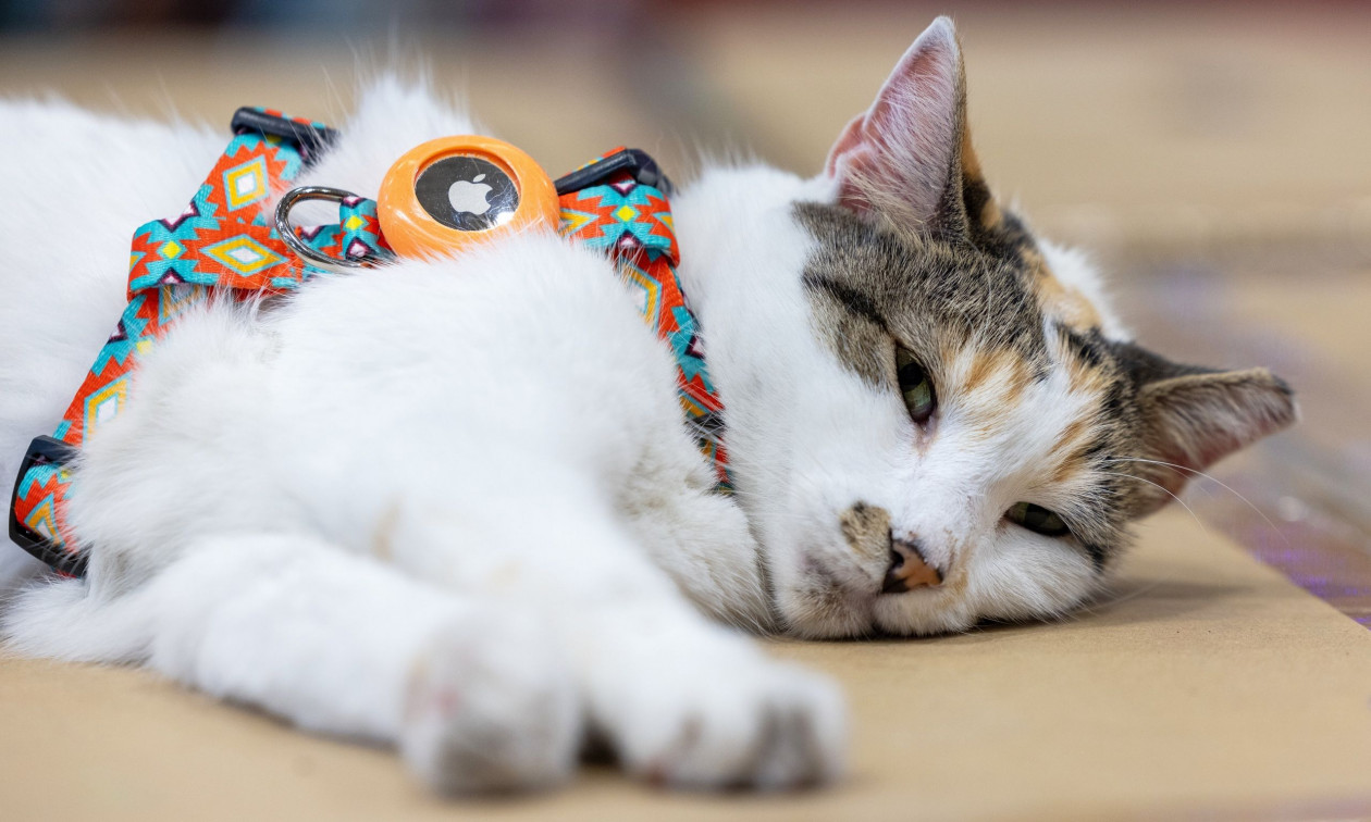 ΗΠΑ: Γατάκι-«υπάλληλος» καταστήματος στο Ρίτσμοντ βρέθηκε σε διπλανή πολιτεία μετά από έναν μήνα!