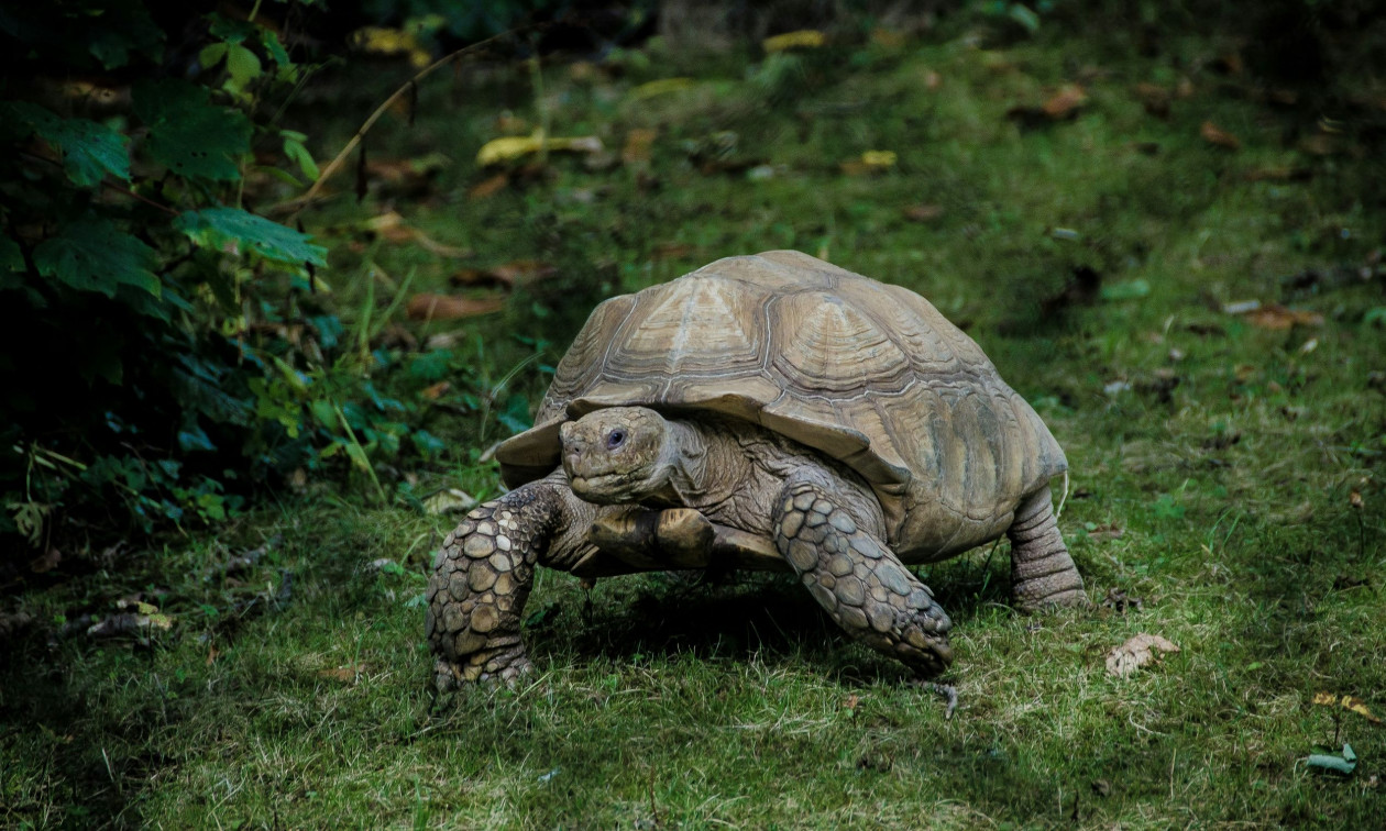 Αγγλία: Δραπέτευσε χελώνα, διέκοψε την κυκλοφορία των τρένων και σώθηκε χάρη στους επιβάτες
