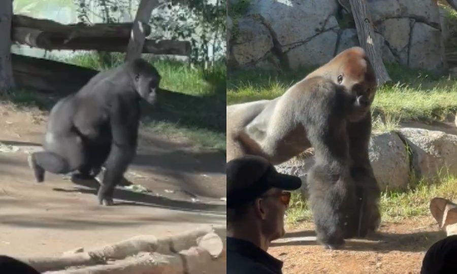 Σοκαριστικό βίντεο: Γορίλας σπάει το τζάμι του κλουβιού σε ζωολογικό κήπο στο Σαν Ντιέγκο – Βίντεο