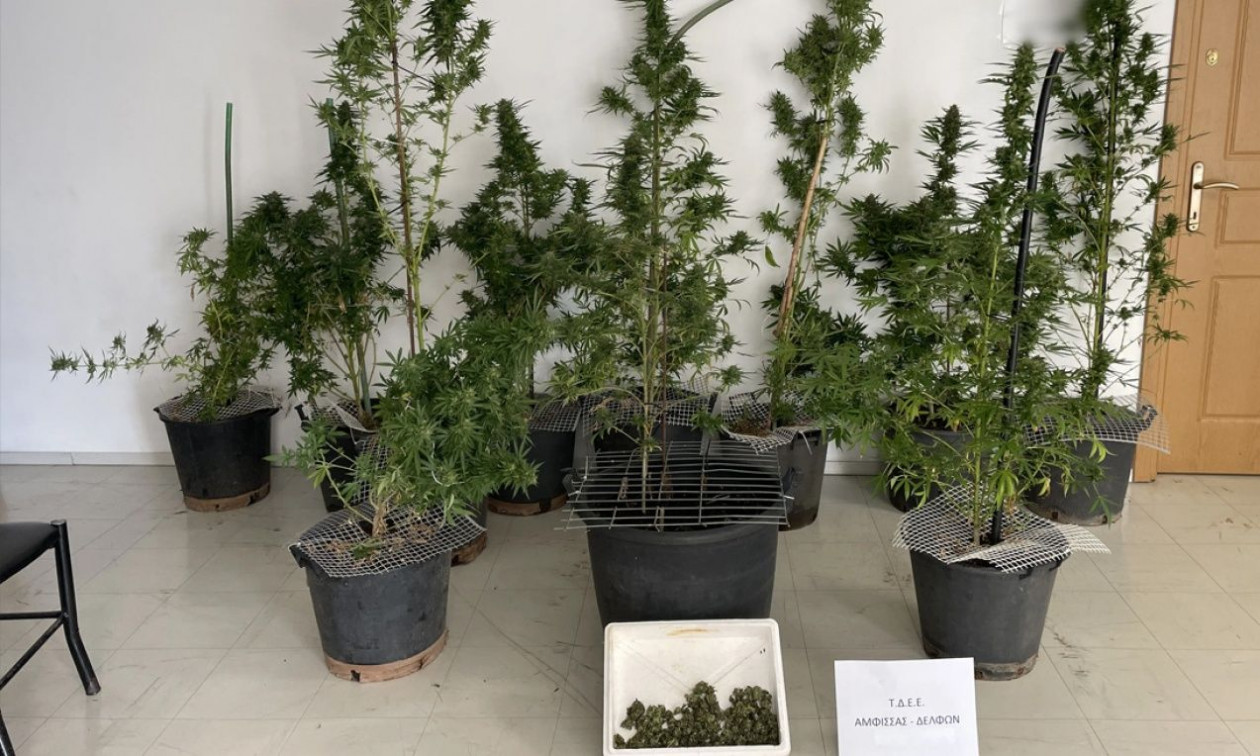 Φωκίδα: Συνελήφθη άνδρας για ναρκωτικά – Εντοπίστηκαν 11 δενδρύλλια κάνναβης σε γλαστράκια