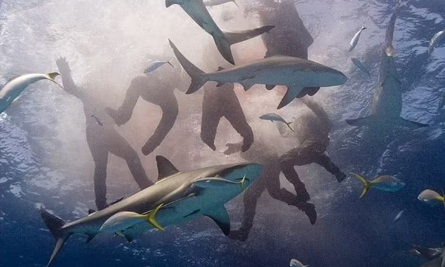 Προειδοποίηση ειδικών: Κάτι αλλάζει στη διατροφή των καρχαριών και αυτό είναι πολύ πιο επικίνδυνο