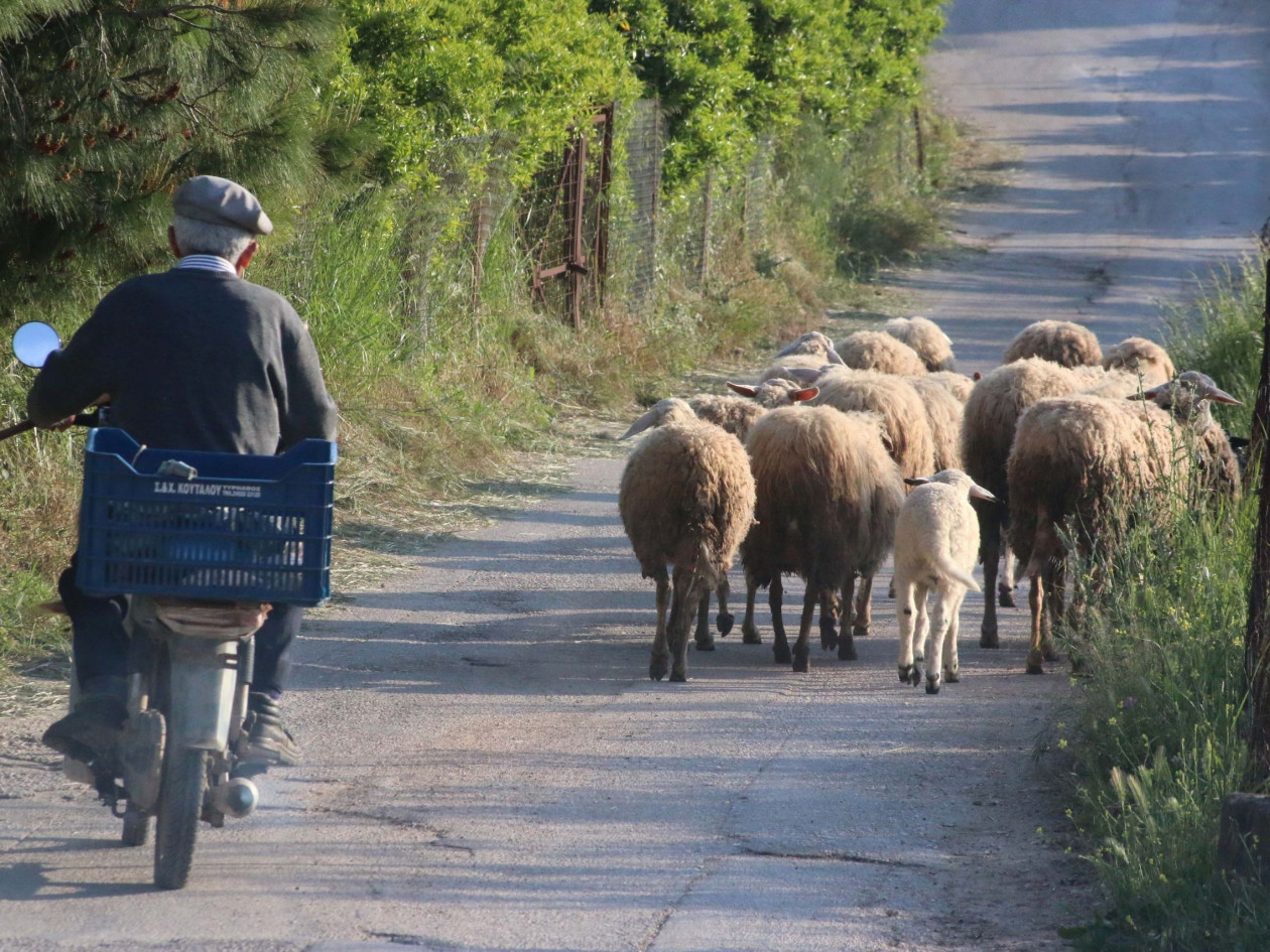 Ευλογιά αιγοπροβάτων: Παρατείνονται τα προληπτικά μέτρα στην Κρήτη