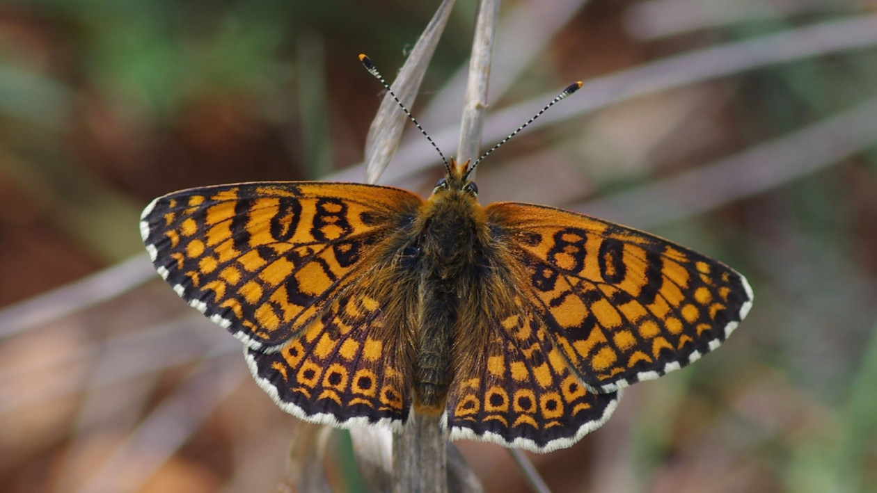 Θρίαμβος βιοποικιλότητας: Τα Ιωάννινα έχουν όσες πεταλούδες διαθέτει το… Ηνωμένο Βασίλειο