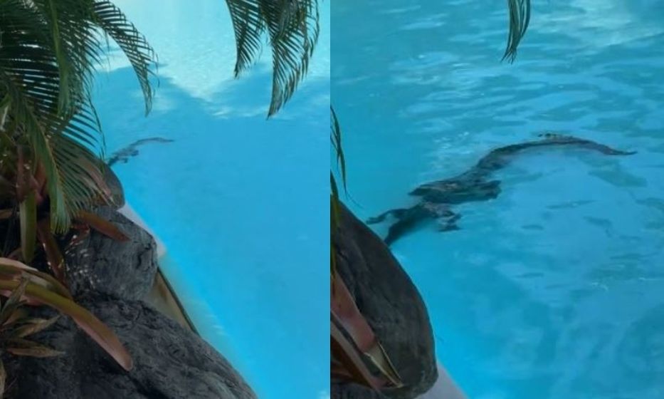 Απίστευτο βίντεο: Κροκόδειλος κάνει «βουτιές» σε πισίνα 5άστερου ξενοδοχείου στο Κουίνσλαντ