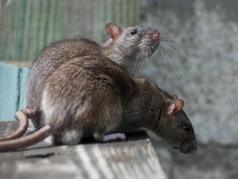 Ανάστατοι οι κάτοικοι στο κέντρο του Ηρακλείου: Γέμισε ποντίκια κεντρικός δρόμος – Δείτε βίντεο