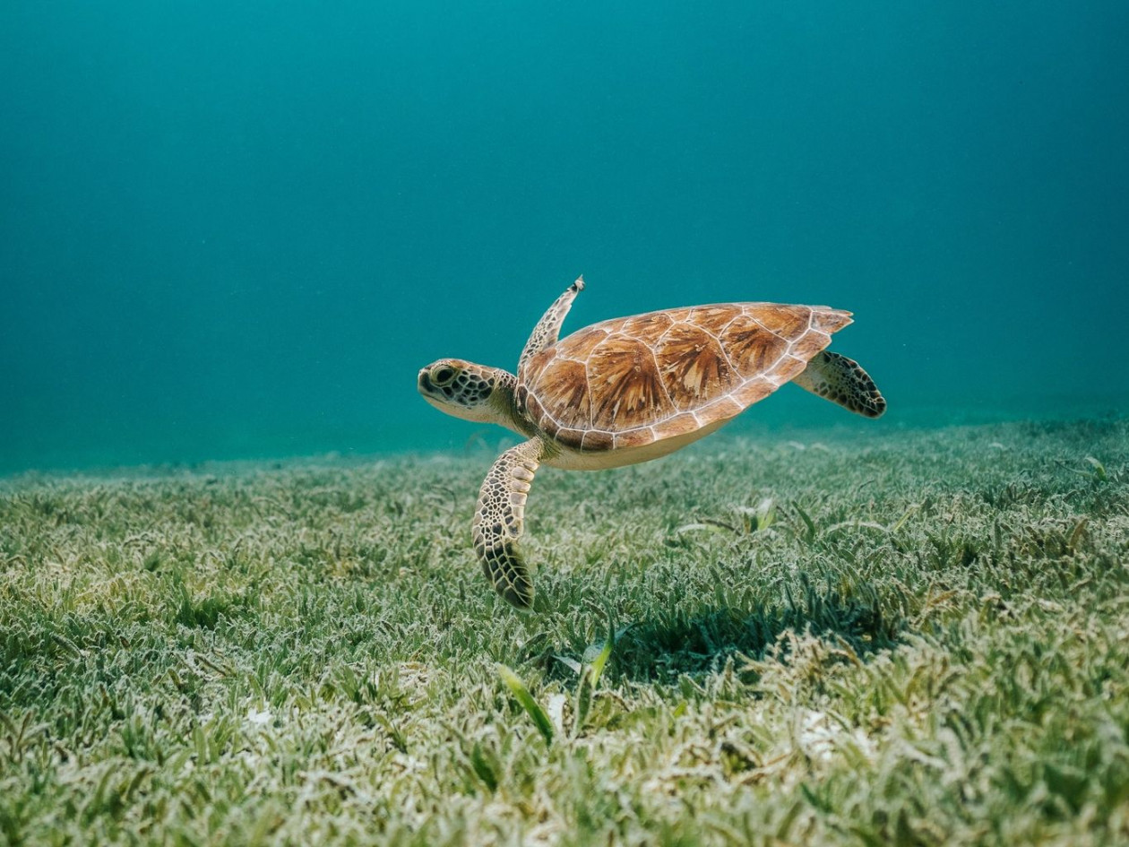Οι θαλάσσιες χελώνες… επιστρέφουν – Τα ενθαρρυντικά στοιχεία για την ανάκαμψη των πληθυσμών τους