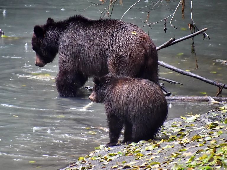 Ιαπωνία: Δρομέας πάλεψε με την αρκούδα για να σωθεί – Με ένα δάγκωμα διέλυσε το χέρι του