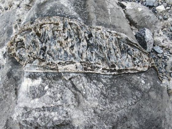 Χανιά: Εντυπωσιακό εύρημα στο φαράγγι της Σαμαριάς – Βρέθηκε απολίθωμα ψαριού