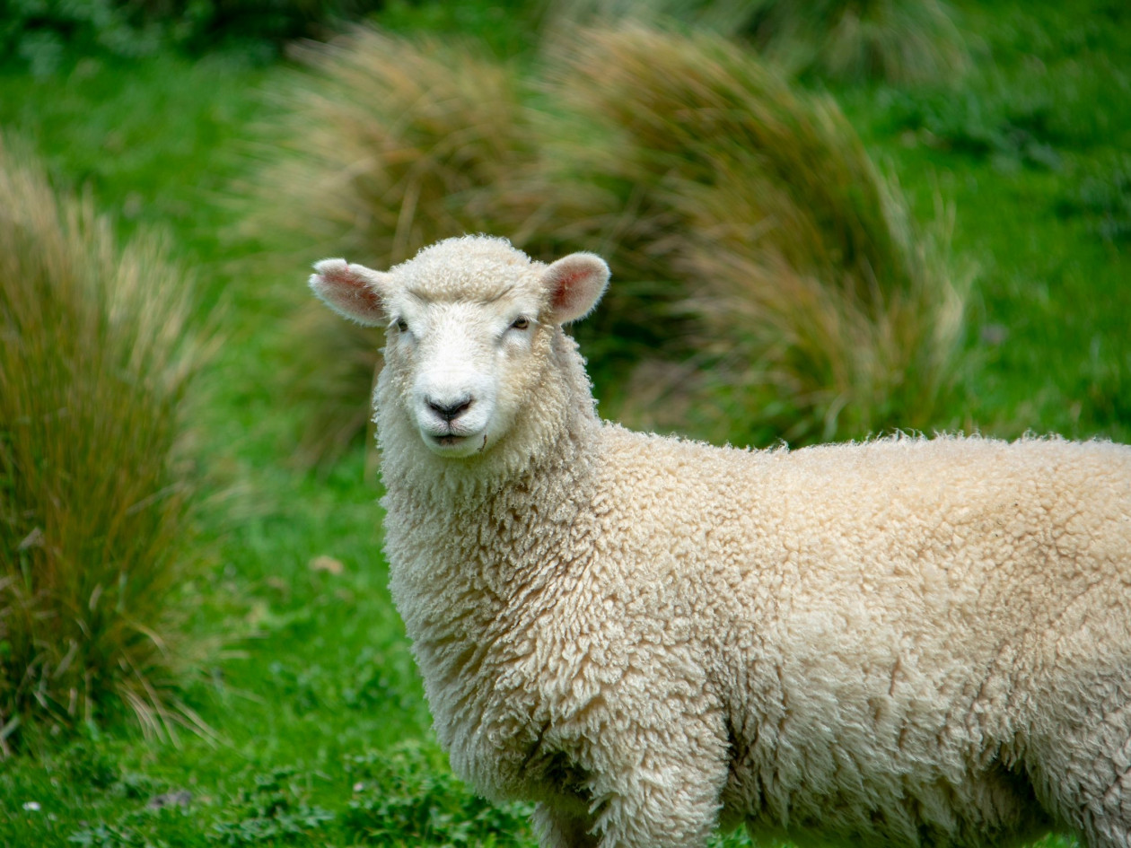 Πύργος: Μετέφερε νεκρό πρόβατο στο πορτμπαγκάζ – Τον συνέλαβε η αστυνομία