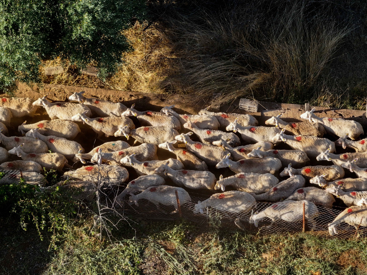 Σκάνδαλο ΟΠΕΚΕΠΕ: Ο «φραπές» βρέθηκε με περιουσία €2,5 εκατ. και Jaguar που δεν δικαιολογείται